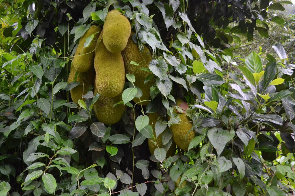 Ferndale Homestay Thekkady Εξωτερικό φωτογραφία